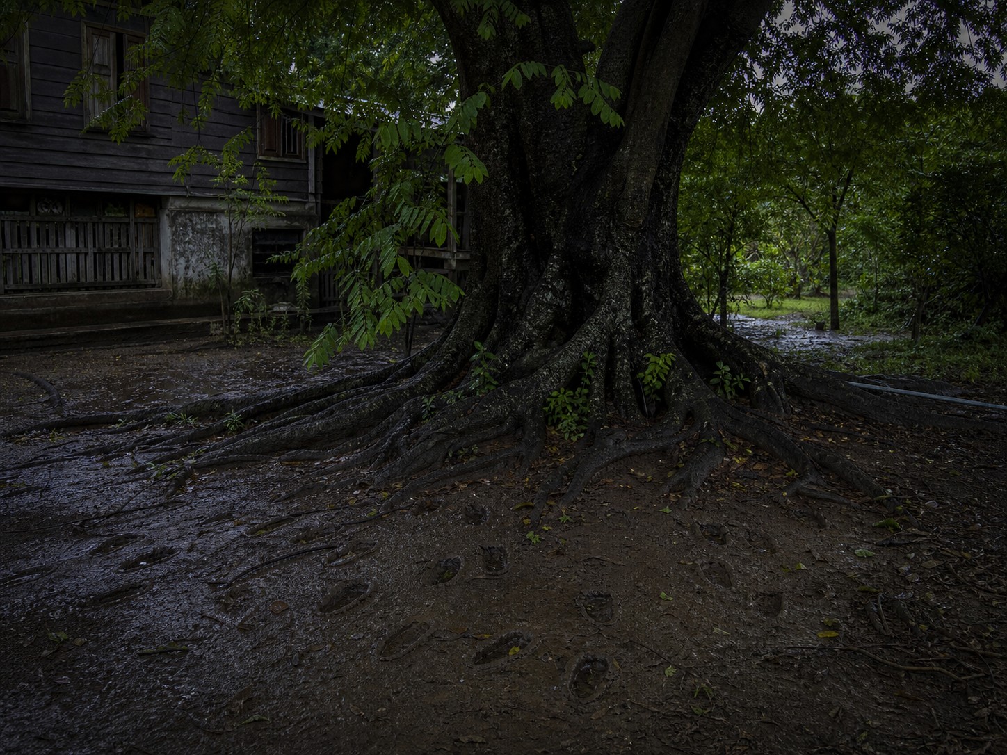 A massive, ancient tamarind tree with gnarled roots and deep shadows beneath its canopy.